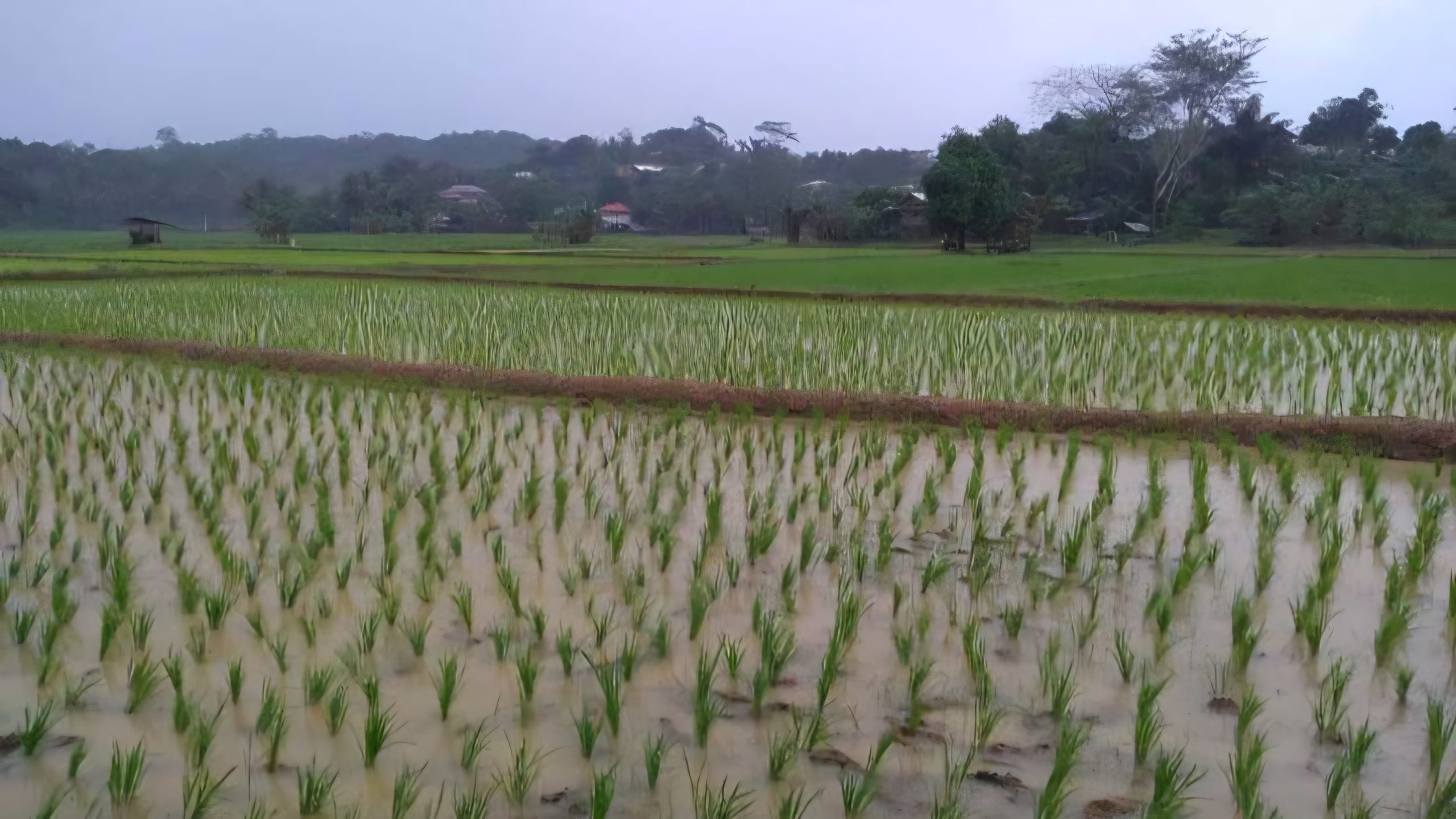 Padi Desa Bukit Pariaman, Tenggarong Seberang.