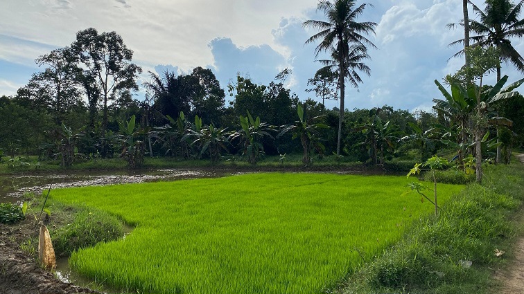 20250524sawah