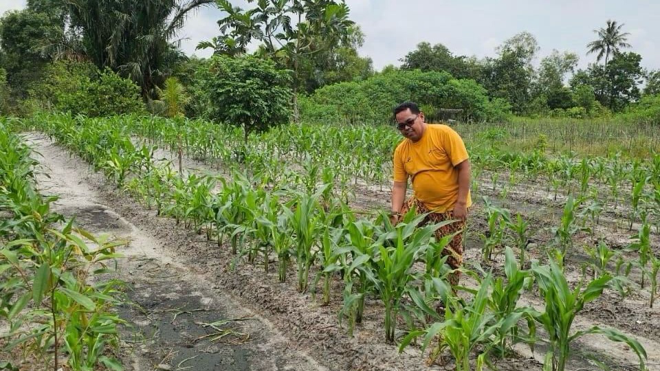 Camat Muara Jawa, Muhammad Ramli di Pertanian Jagung. (Istimewa)